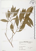 藏品(柚葉藤)的圖片