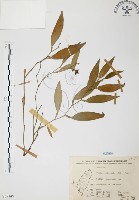 藏品(柚葉藤)的圖片