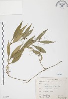 藏品(柚葉藤)的圖片