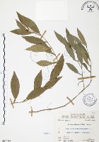 藏品(柚葉藤)的圖片