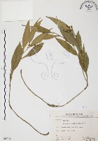 藏品(柚葉藤)的圖片