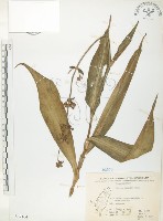 藏品(杜若)的圖片