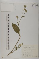 藏品(地膽草、毛蓮菜)的圖片