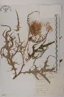 藏品(玉山薊)的圖片