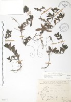 藏品(玉山水苦賈)的圖片