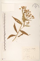 藏品(黃菀)的圖片