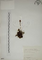 藏品(阿里山龍膽)的圖片