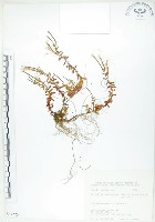 藏品(合歡柳葉菜)的圖片