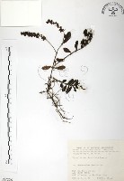 藏品(玉山水苦賈)的圖片