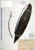 藏品(船子草、船仔草)的圖片