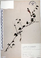 藏品(倒地蜈蚣、四角銅鑼)的圖片