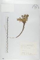 藏品(玉山山蘿蔔)的圖片