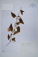 藏品(黑眼花)的圖片