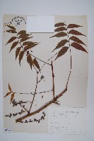 藏品(黃連木、爛心木)的圖片