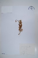 藏品(高山沙參)的圖片