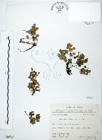藏品(小椒草)的圖片