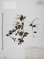 藏品(椒草)的圖片