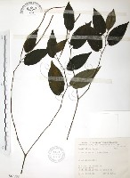 藏品(風藤)的圖片