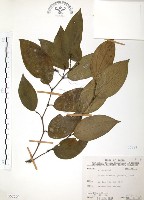 藏品(風藤)的圖片