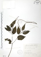 藏品(風藤)的圖片