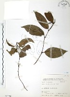 藏品(風藤)的圖片