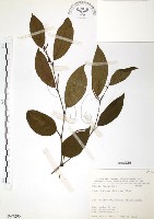 藏品(風藤)的圖片