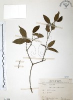 藏品(風藤)的圖片