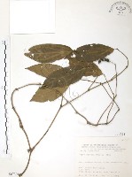 藏品(風藤)的圖片