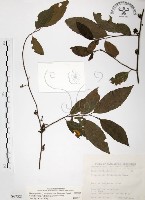 藏品(台灣山桂花)的圖片