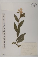 藏品(假東風菜)的圖片