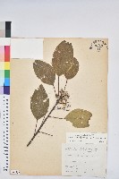 藏品(白臼)的圖片