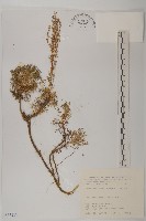 藏品(高山艾)的圖片