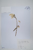 藏品(青葙)的圖片