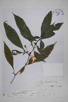 藏品(腺萼馬藍)的圖片