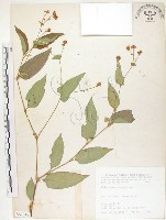 藏品(火炭母草、清飯藤)的圖片
