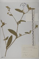 藏品(地膽草、毛蓮菜)的圖片