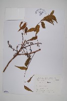 藏品(黃連木、爛心木)的圖片