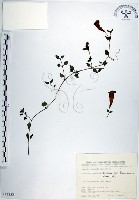 藏品(倒地蜈蚣、四角銅鑼)的圖片