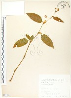 藏品(火炭母草、清飯藤)的圖片