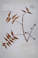 藏品(黃連木、爛心木)的圖片