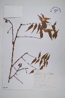 藏品(黃連木、爛心木)的圖片