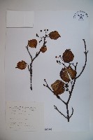 藏品(樺葉莢迷、玉山莢迷)的圖片