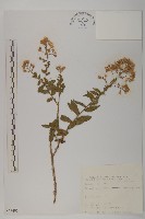 藏品(下田菊)的圖片