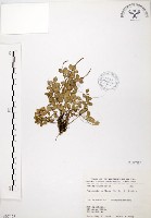 藏品(小椒草)的圖片