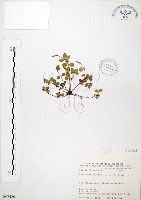 藏品(小椒草)的圖片