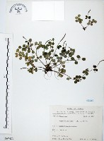 藏品(小椒草)的圖片