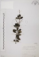 藏品(椒草)的圖片