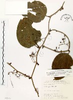 藏品(糙莖菝契、疣枝菝契)的圖片