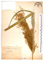 藏品(五節芒)的圖片