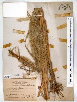 藏品(五節芒)的圖片